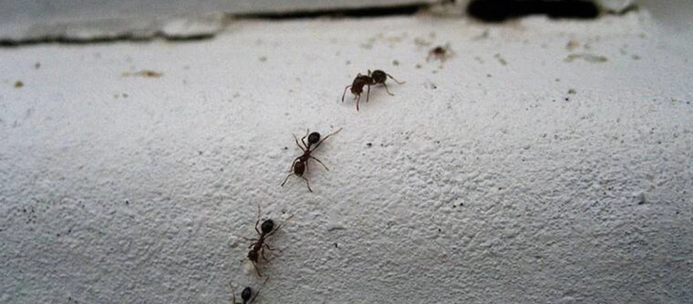 Οκτώ λόγοι που τα έντομα «έλκονται» από το σπίτι σας - Τι πρέπει να κάνετε